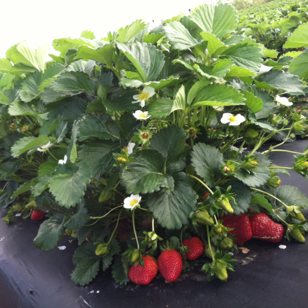 strawberry patch, southern belle farm