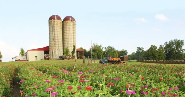 Southern Belle Farm